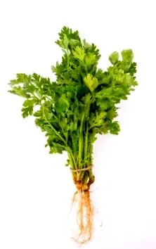 dietetikus