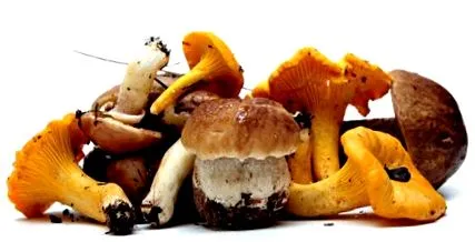 ciupercilor