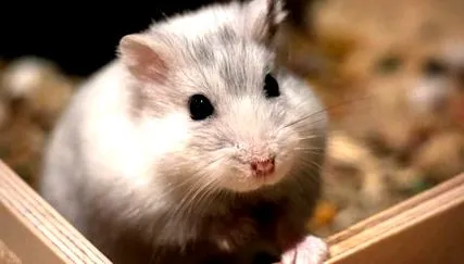 hamsterul
