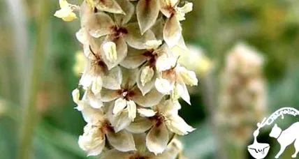 psyllium