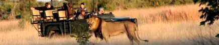 safari