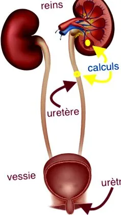 renală