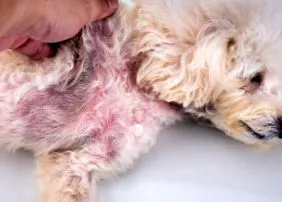 dermatologice