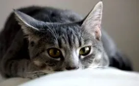 pisicii
