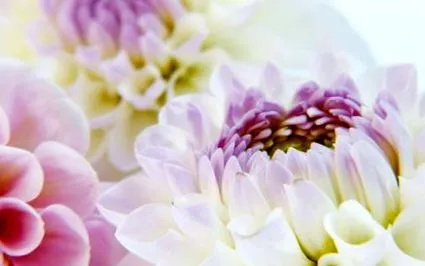 hálózat