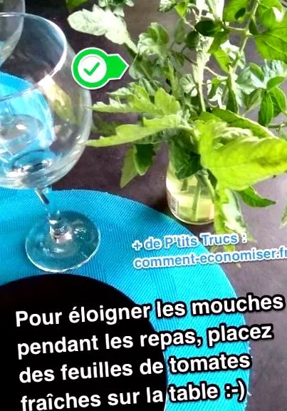 muște meselor