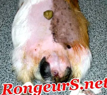 boli