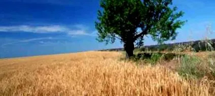 celiacă