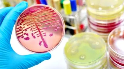 microbiota
