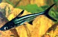 pangasius