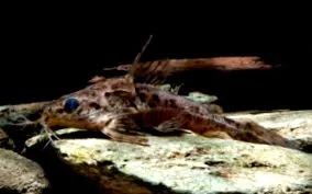 eigenmanni