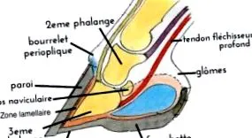 lovakat laminitis
