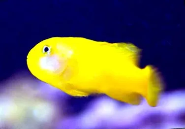 Gobiodon okinawae