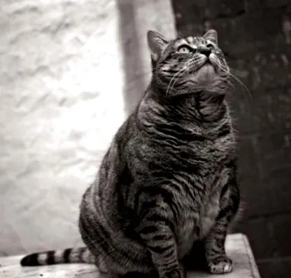 obezității feline