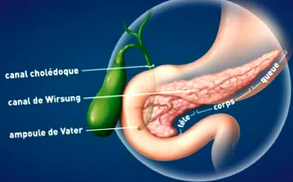 digestiv