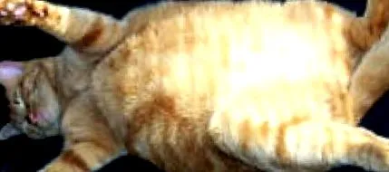 állataink