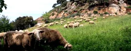 pastoralism