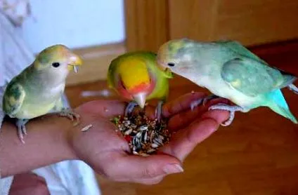 неразделна