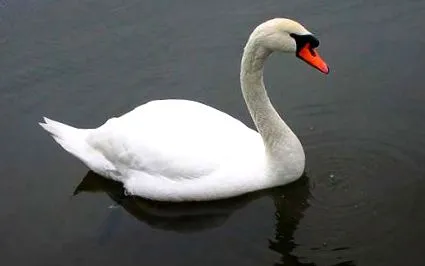 какво