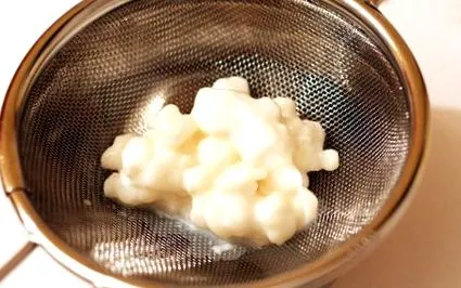 kefir gomba