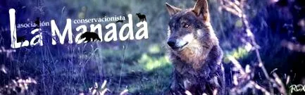 csoport