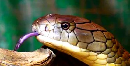 riscurilor