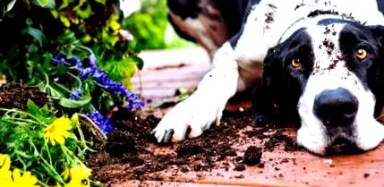 plante