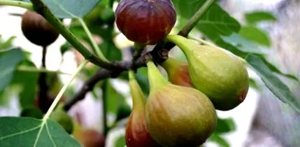 hrănesc