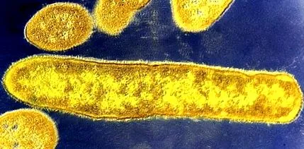 microbii microbii