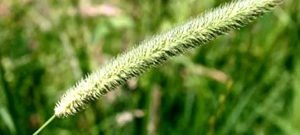 allergia
