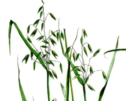 naturală
