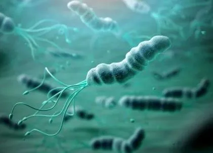 helicobacter