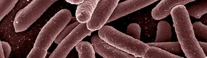 enterohemorrhagiás coli EHEC