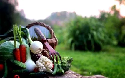 legume