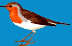 vörösbegy