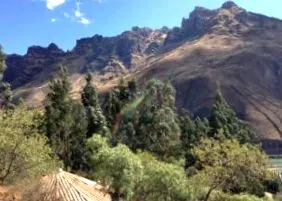 ayaruna