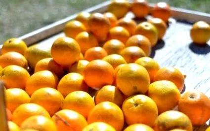 mandarine