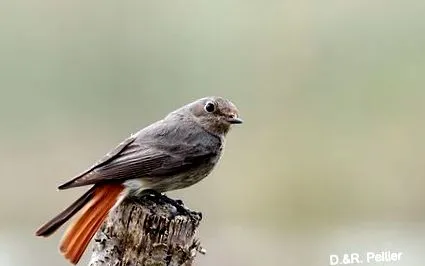 midi-pyrénées