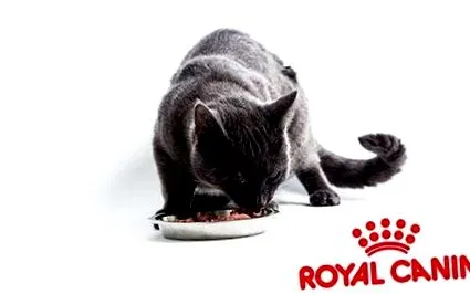 royal royal