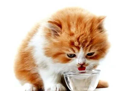 котів