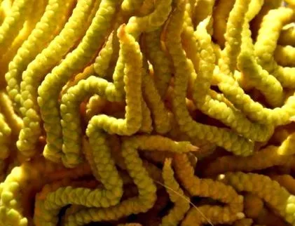 spices műhely