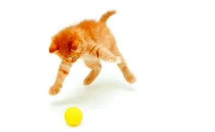 котів