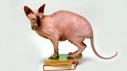 macskafajtát