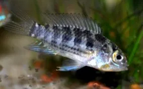 hyphessobrycon