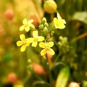 Camelina olaj
