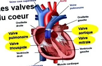 aorta szelep
