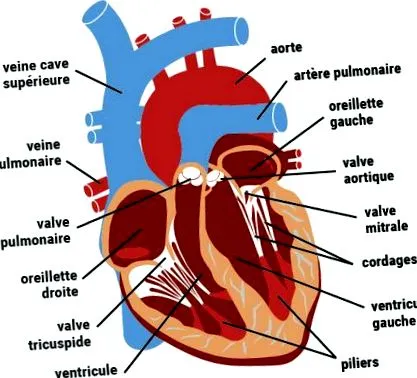 valvei