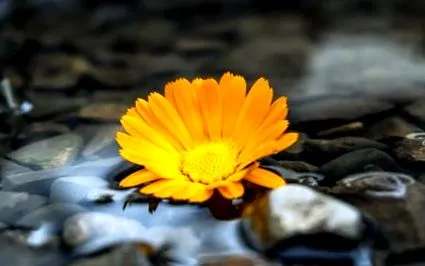 dosha