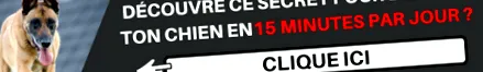 câini câini