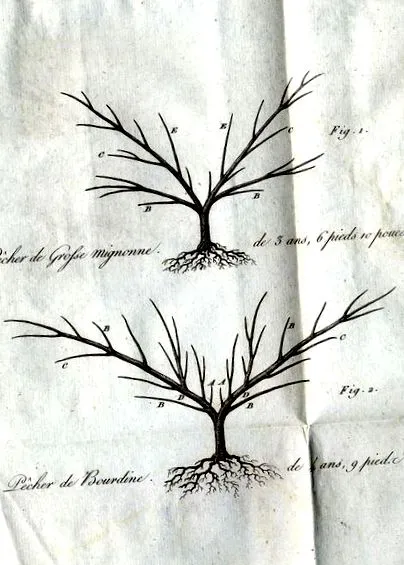 culturii